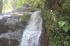 Impatiens verticillata